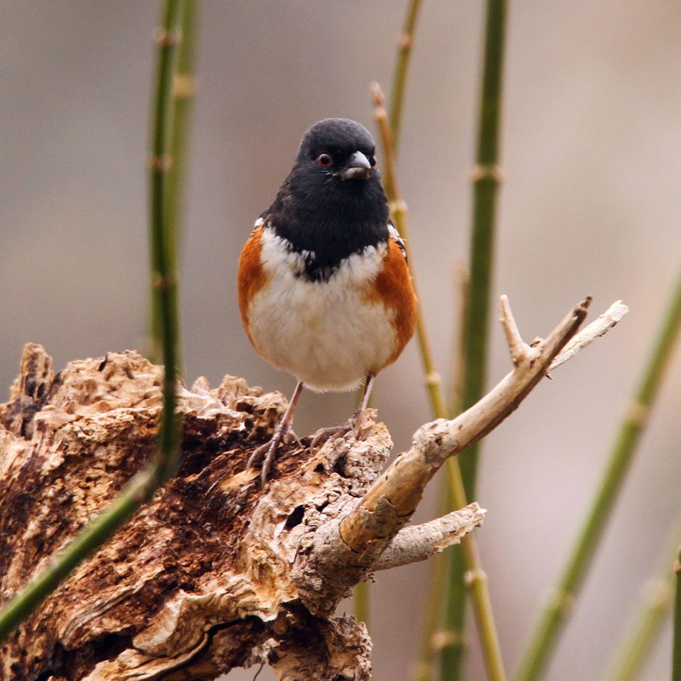 Spotted Towhee front.jpg - Spotted Towhee photographed by Sabrina Nicholson